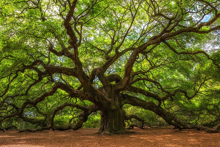 Angel Oak-Charleston Free Activities.jpg